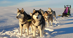 Катание на хаски